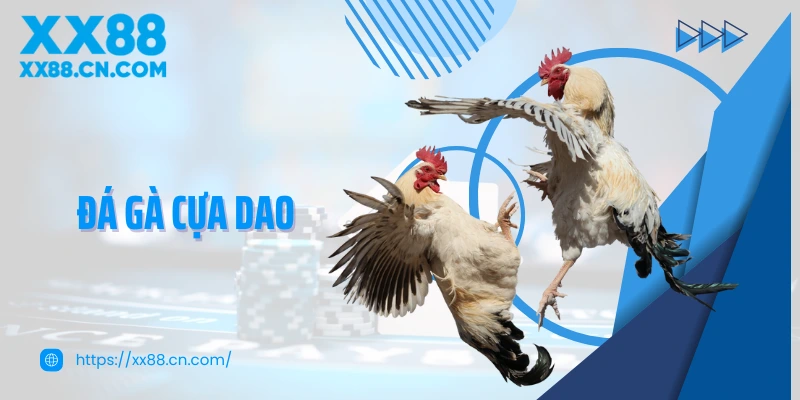Đá gà cựa dao